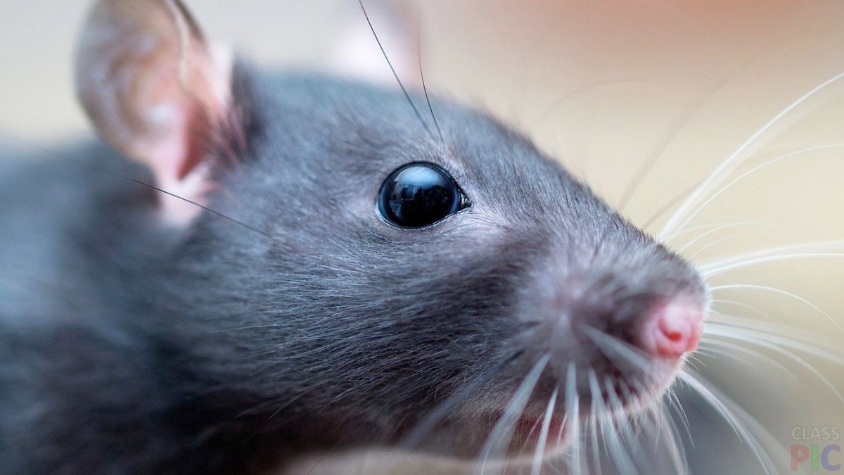 Щетинистые крысы