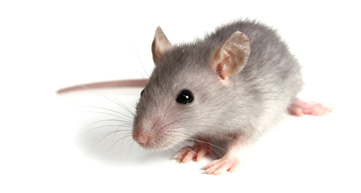 Мышка с длинным хвостом