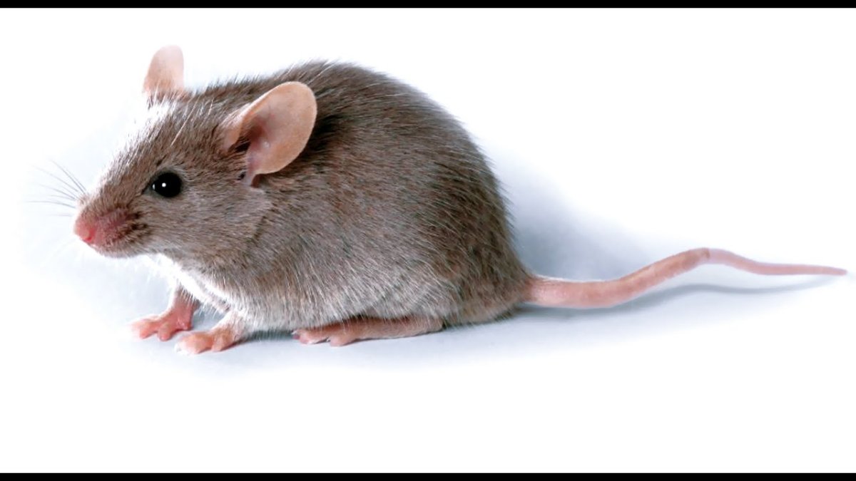 Мышиный серый