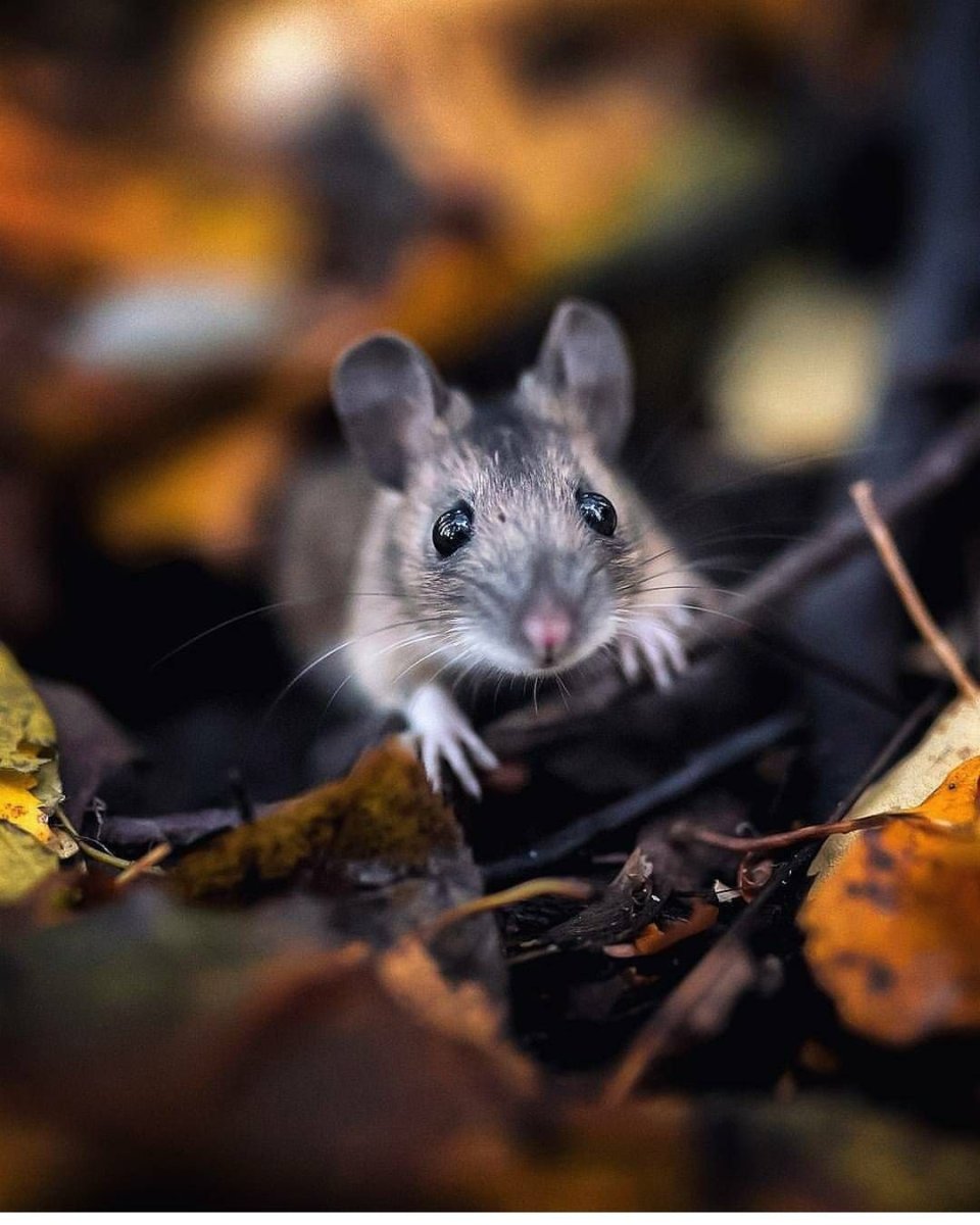 Мышь полевка серая