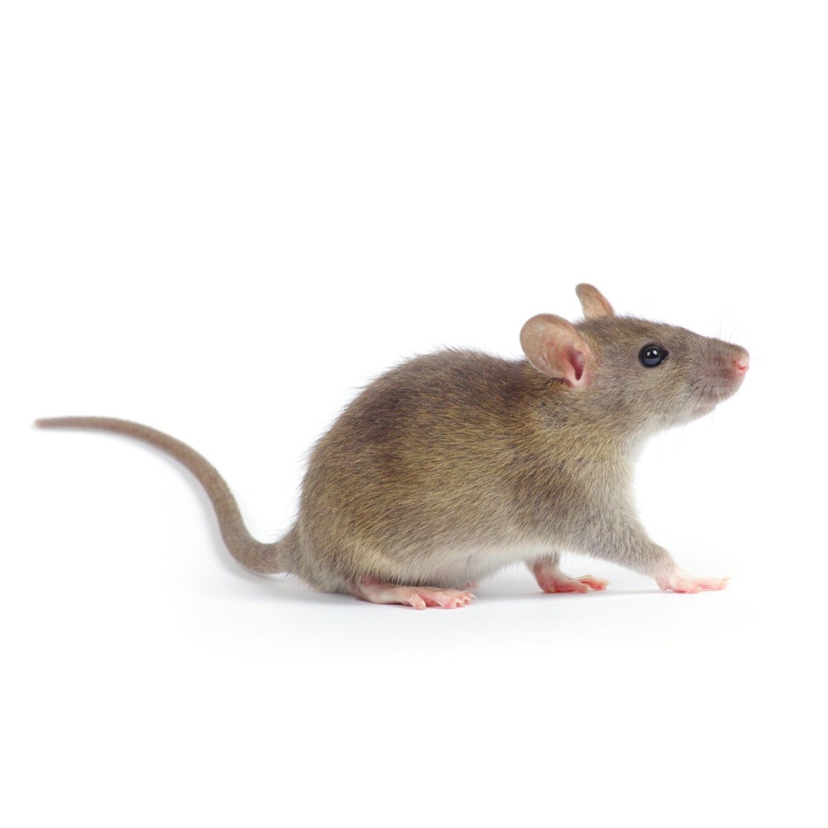 Полевая мышь в профиль