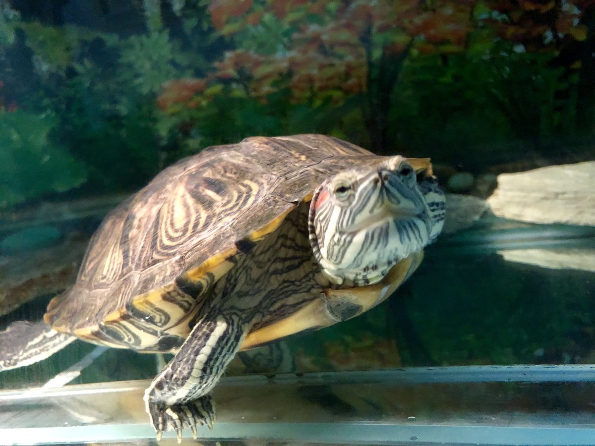 Морская черепашка красноухая