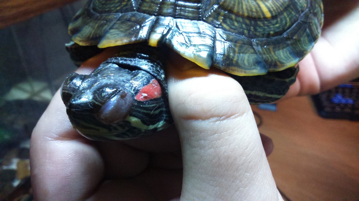 Красноухая черепаха ареал