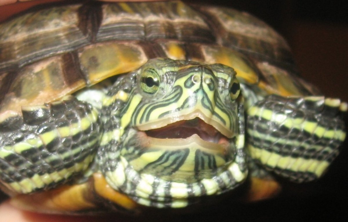 Черепашка красноухая зубы