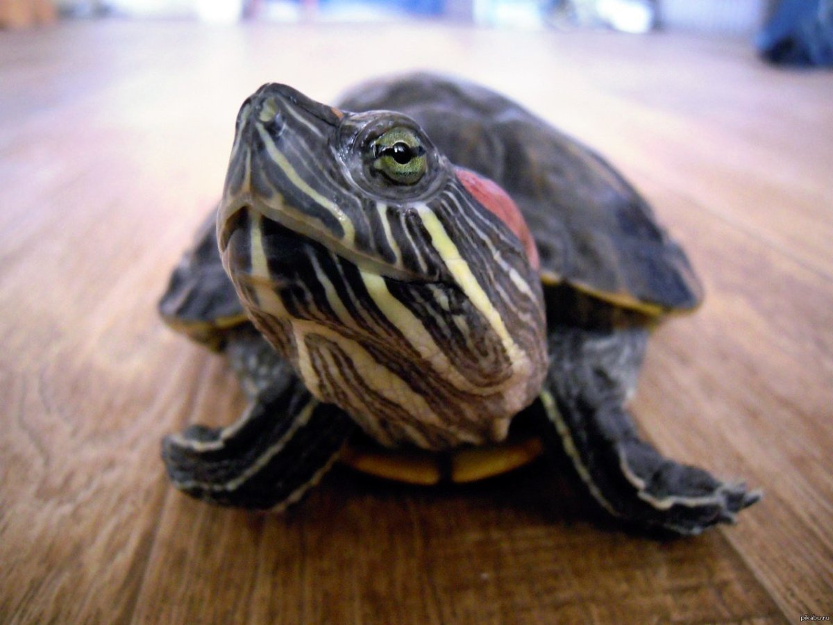 Морская черепашка красноухая