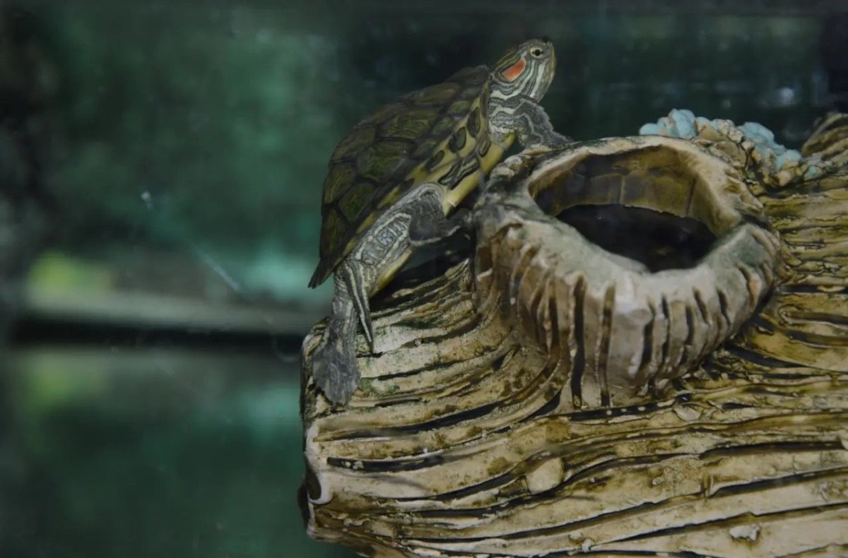 Жилище красноухого Свистуна