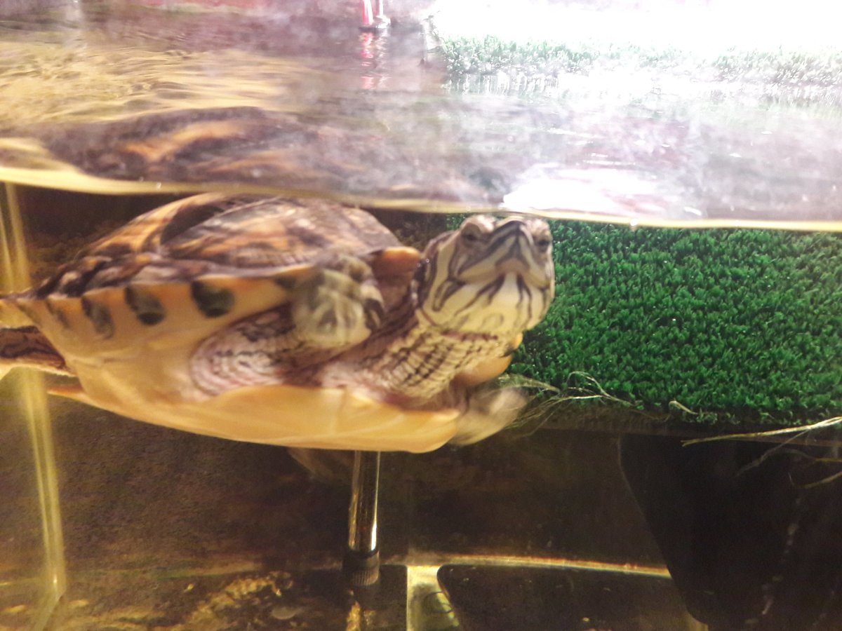 Черепаха водная хищная