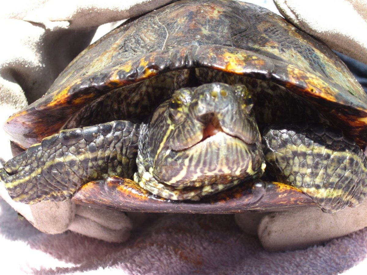 Зубы красноухой черепахи