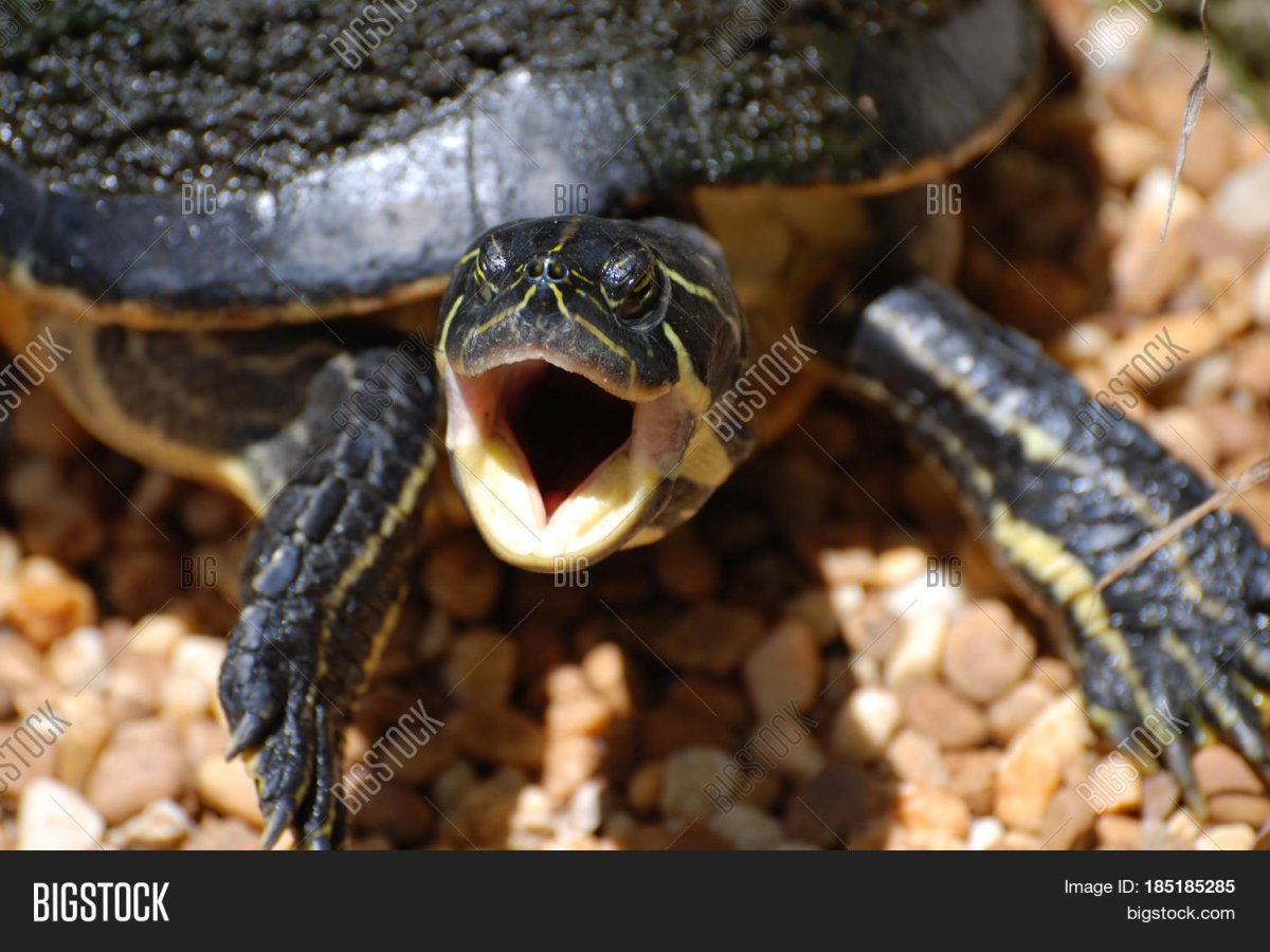 Новорожденные Черепашата