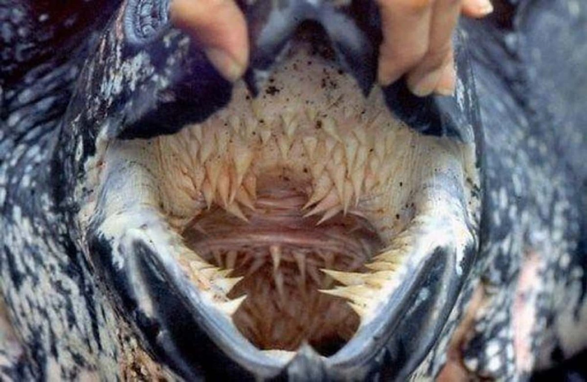 Пасть кожистой черепахи