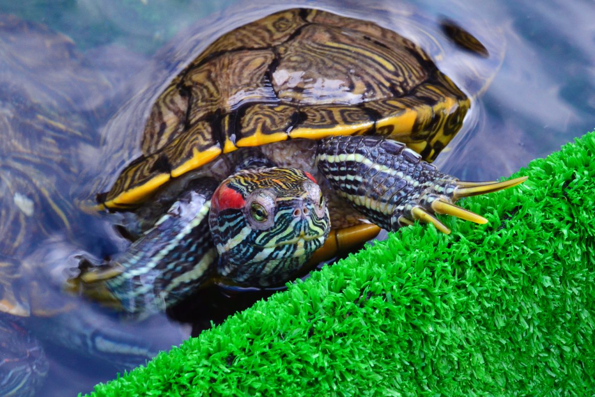 Красноухая Пресноводная черепаха