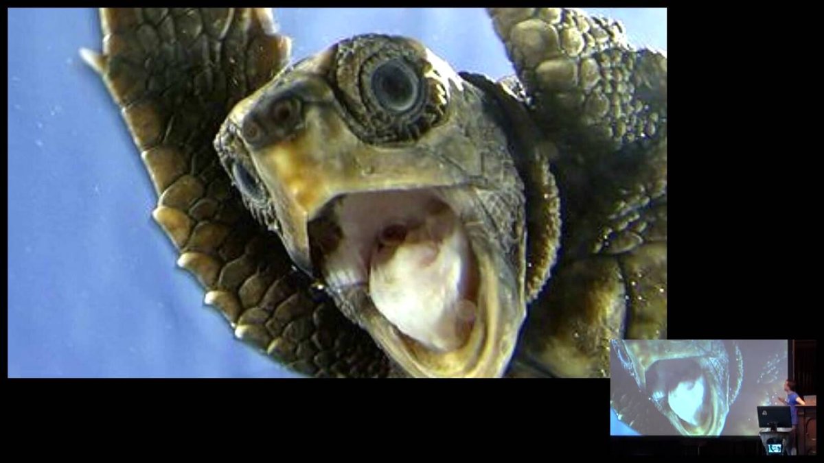 Рот черепахи открытый с зубами