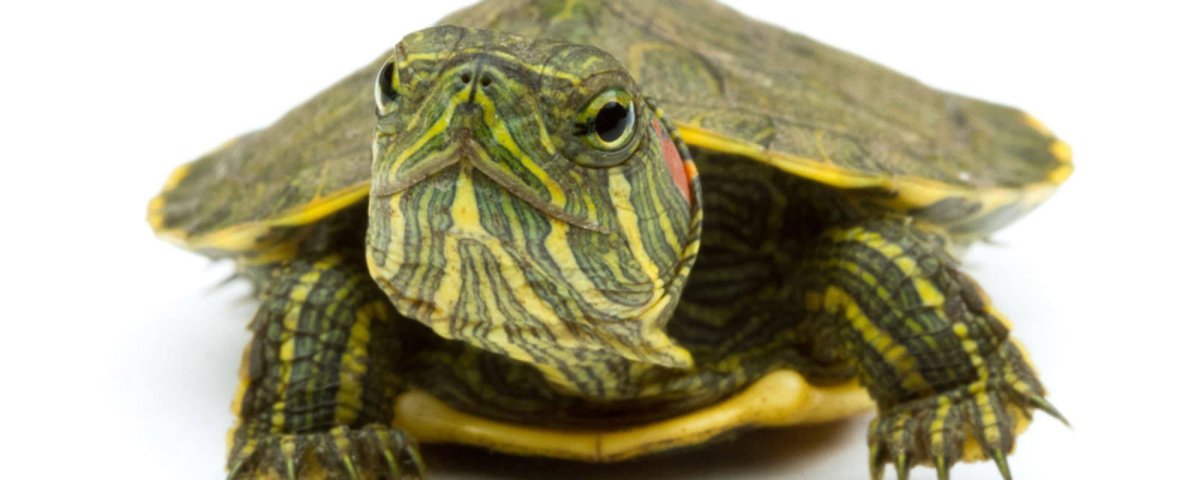 Пластрон красноухой черепахи