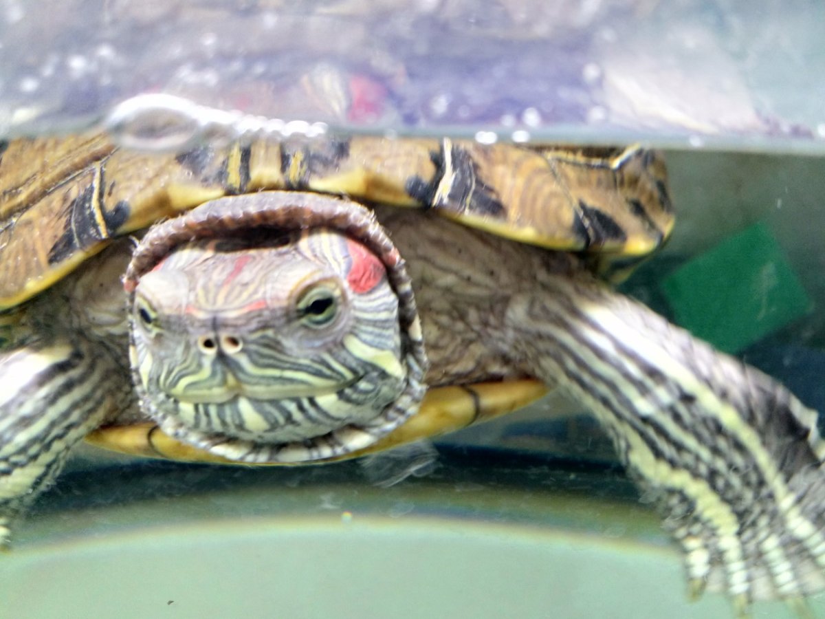 Пресмыкающиеся красноухая черепаха