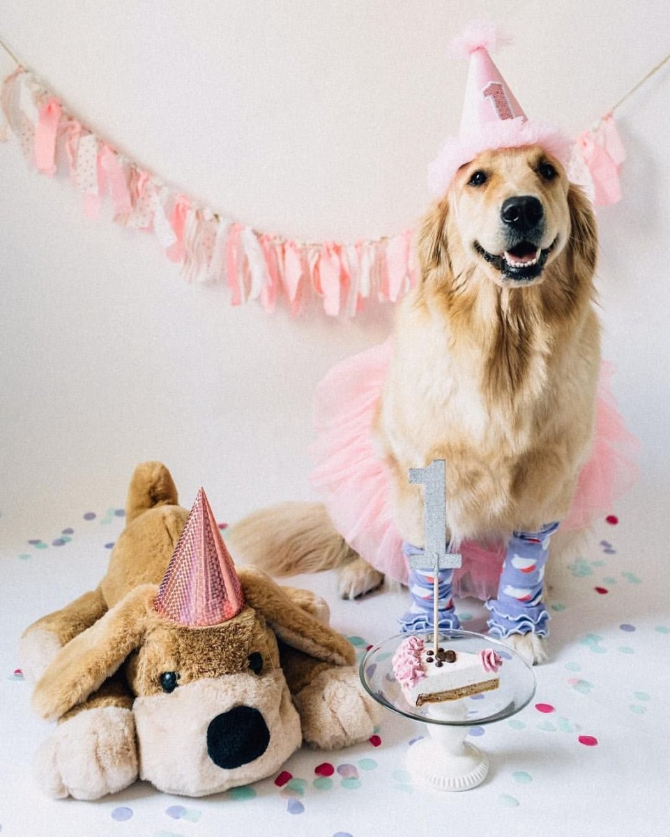 Щенок в подарочной коробке