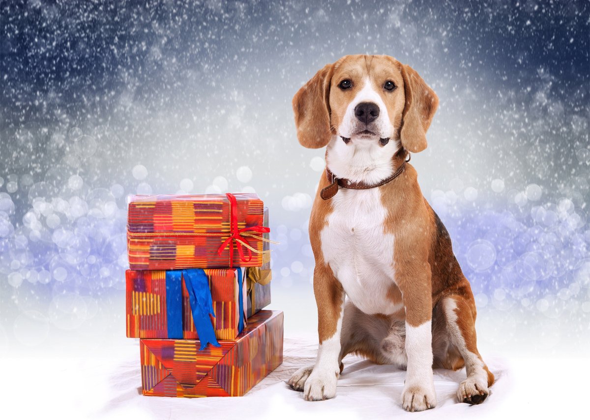Собака в подарок