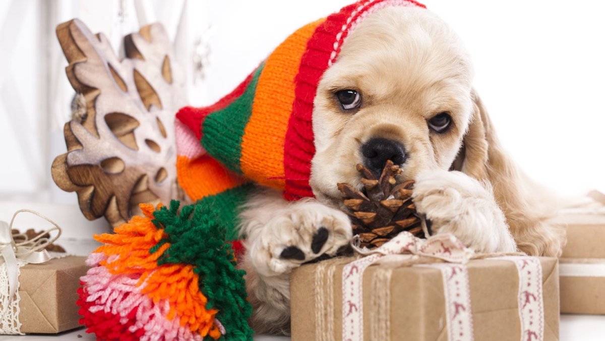 Щенок новый год