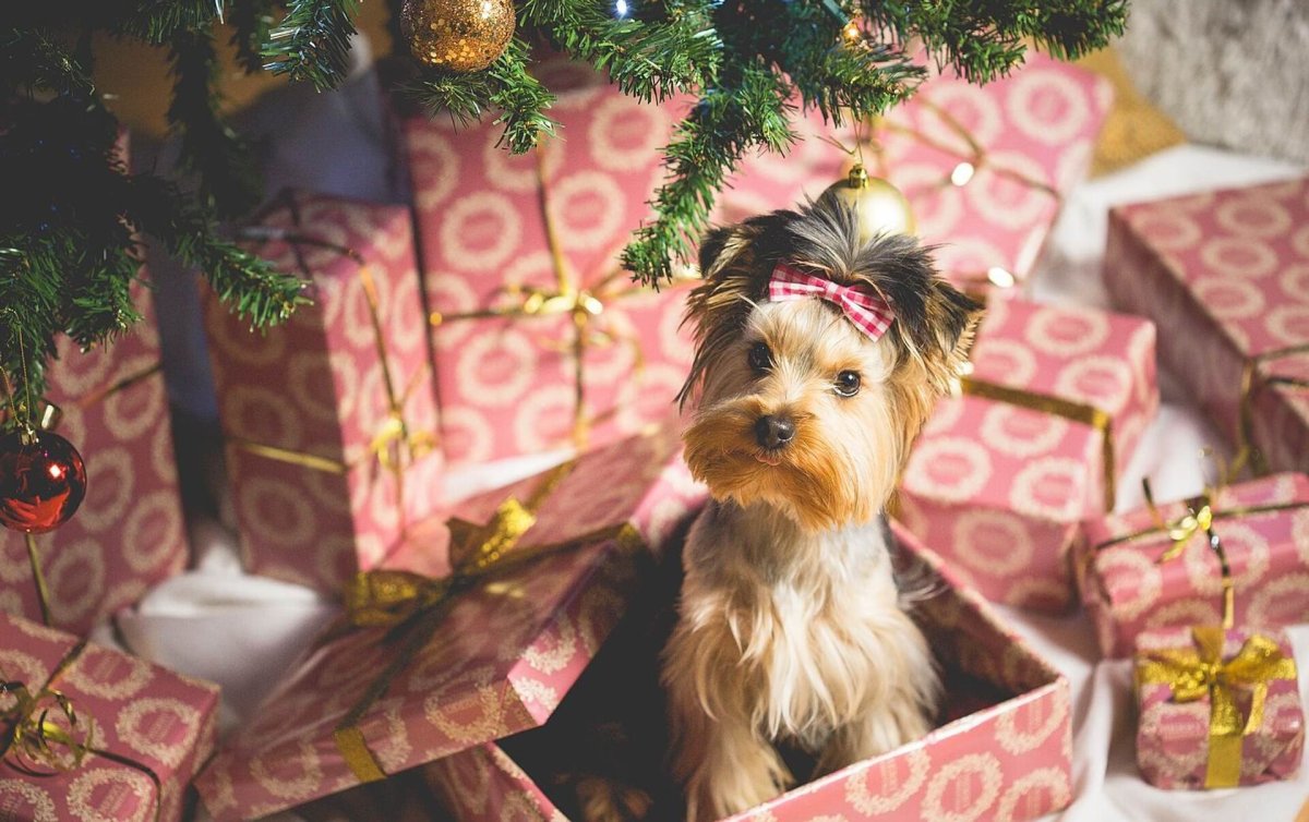Щенок в подарок на новый год