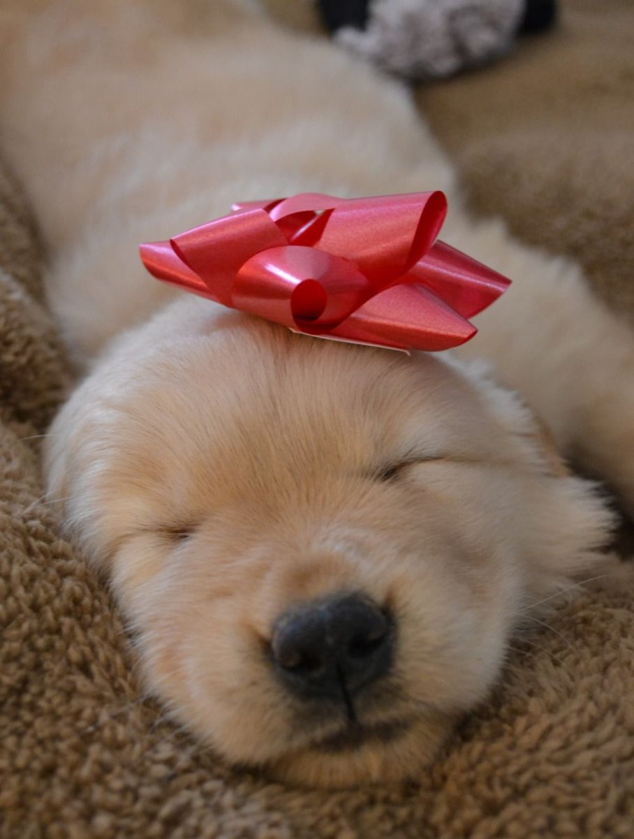 Рыжая собака в колпаке