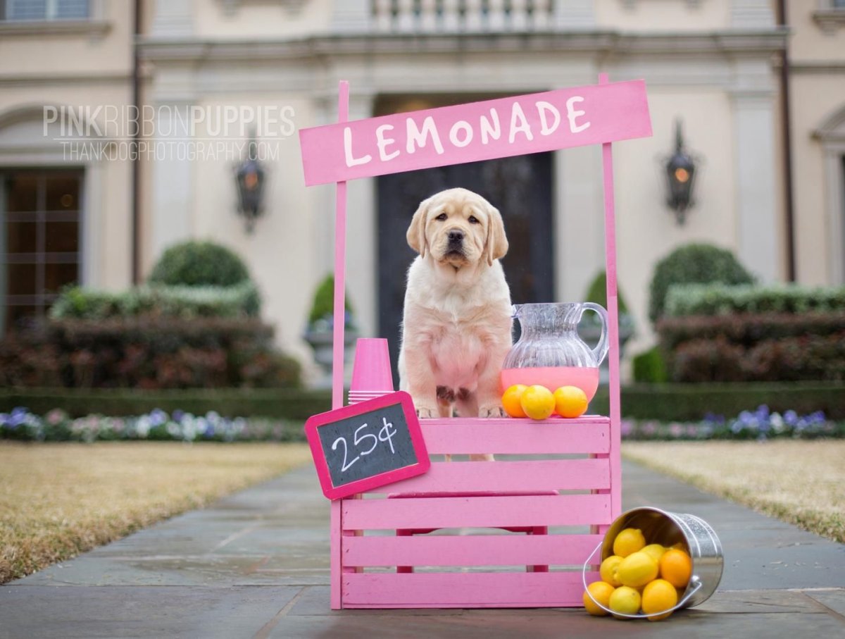 Собака в новогодней шапке