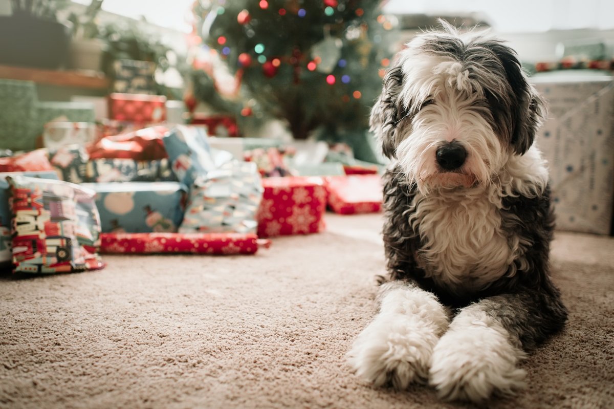 Милые мопсики