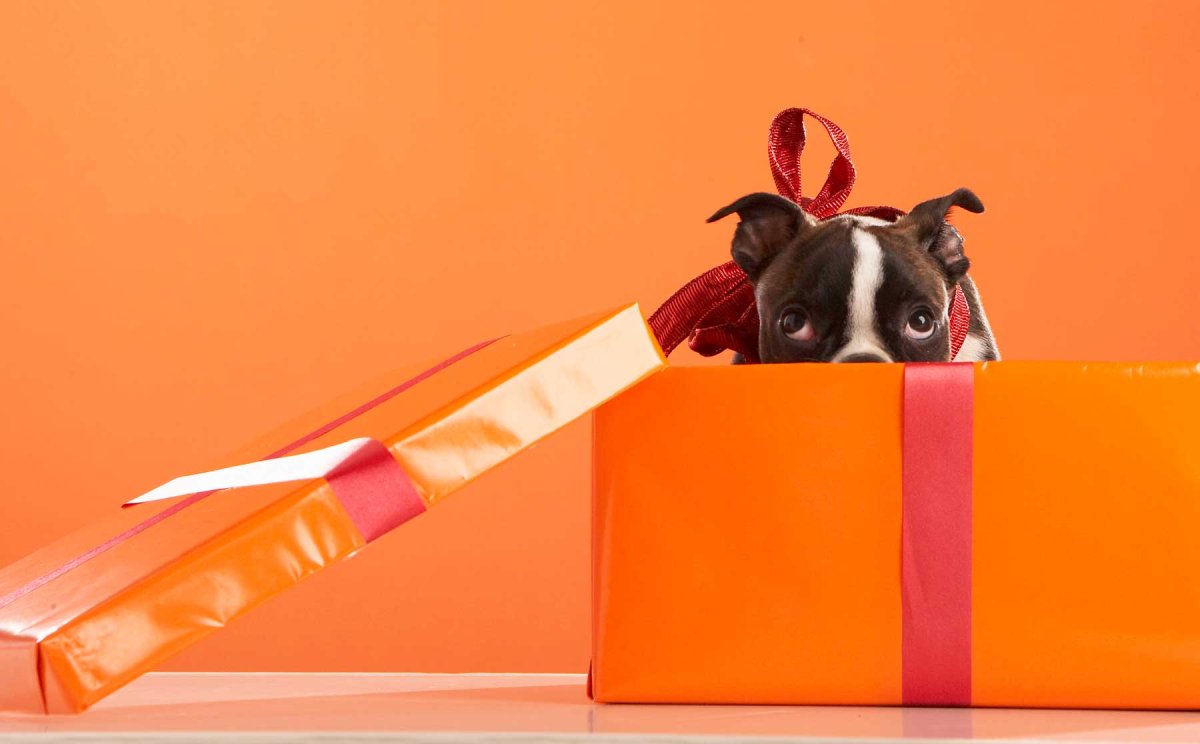 Собачка с подарком