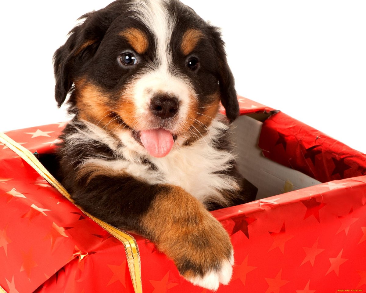 Собака с одеждой для вырезания