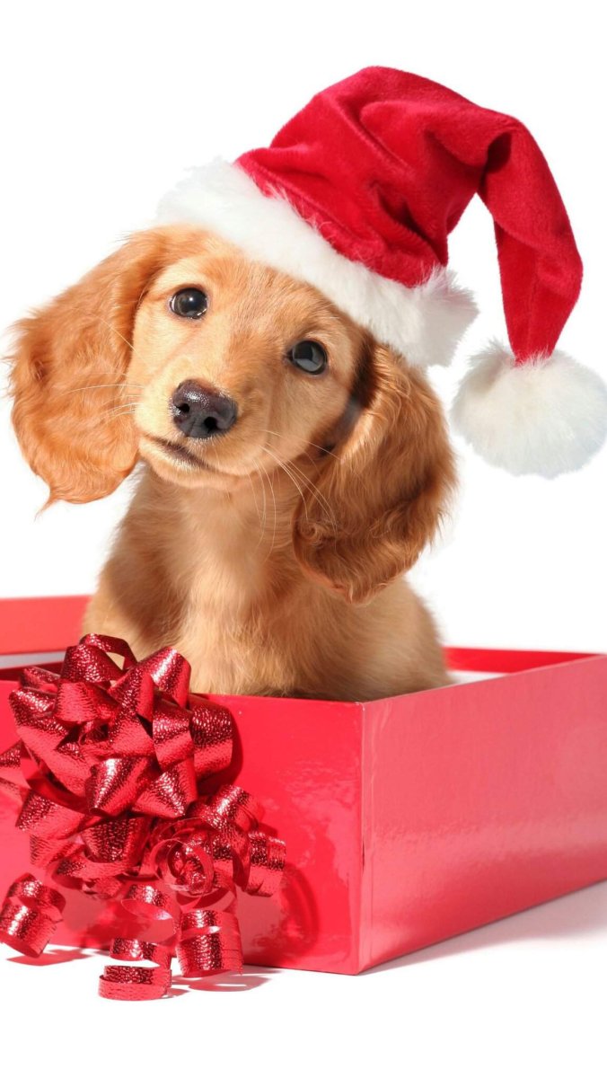 Щенок в коробке подарок