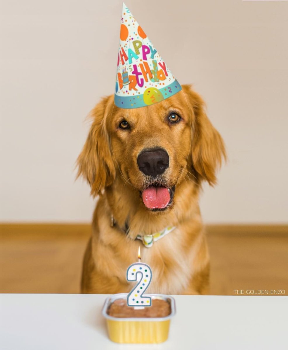 Няшный Мопс