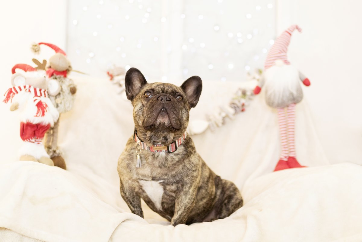 Объемная открытка с собакой