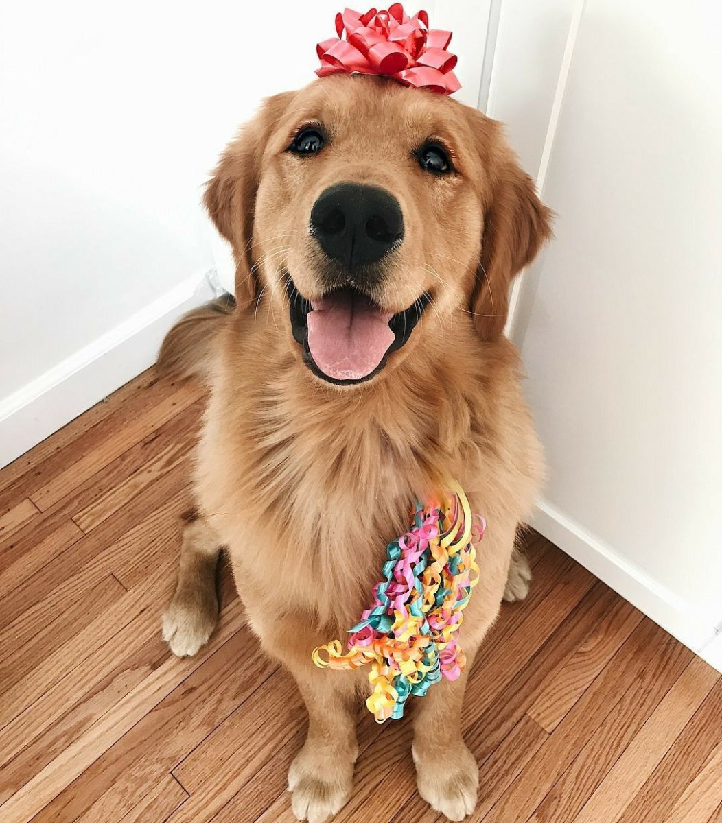 День рождения собаки