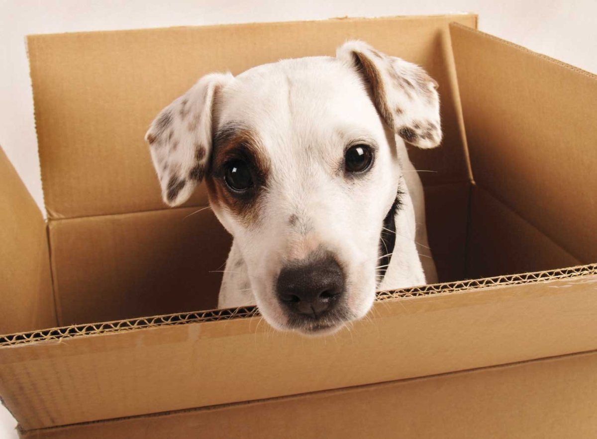 Коробка для помощи приюту для собак