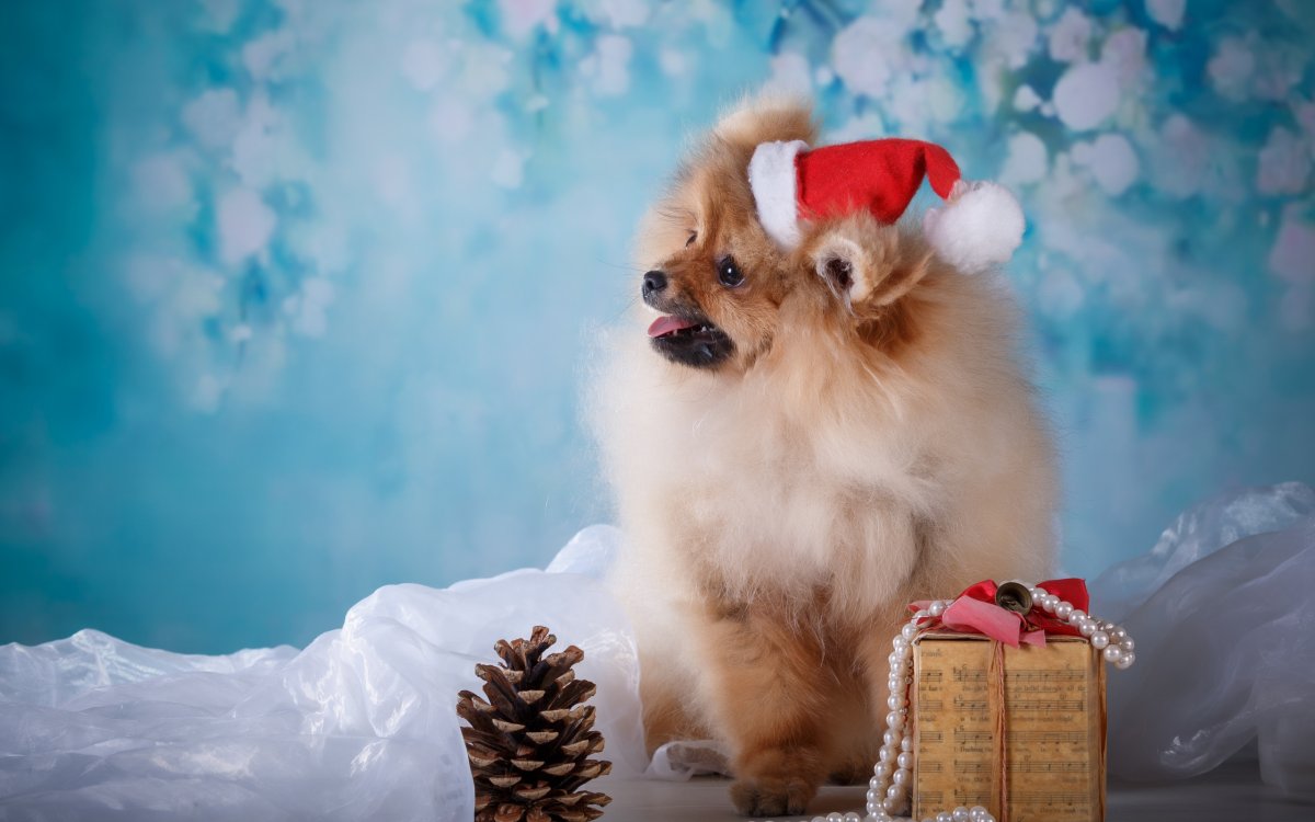 Подарок собаке на день рождения