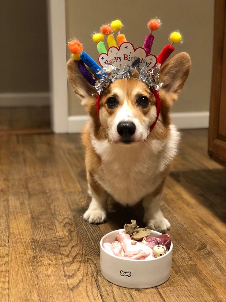 Корги праздник