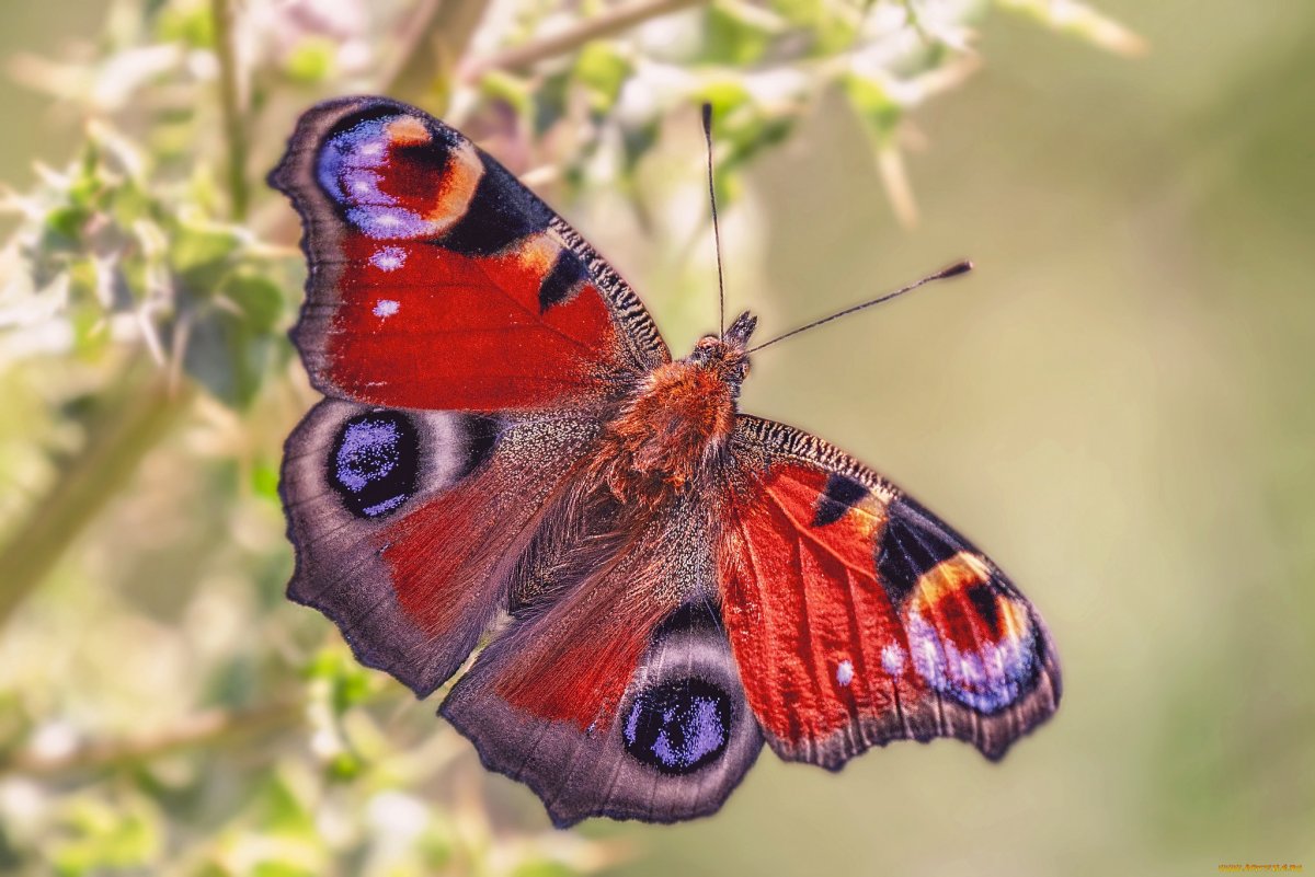 Бабочка Шоколадница симметрия