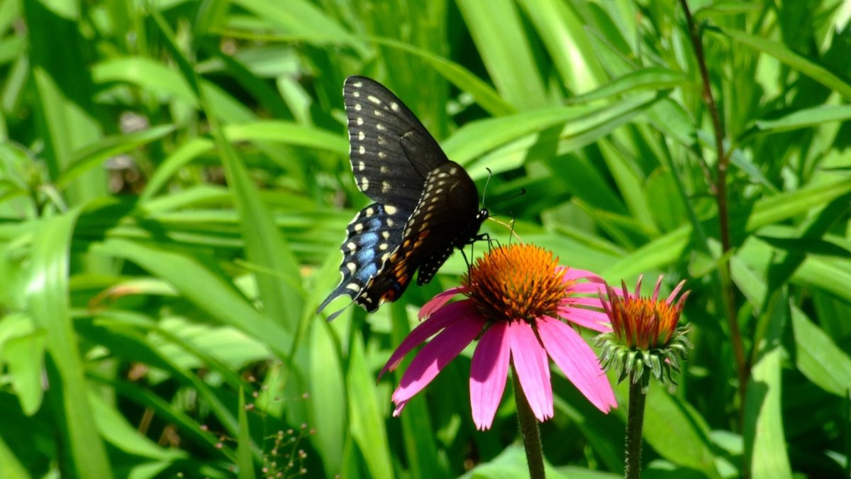 Красивые насекомые летом