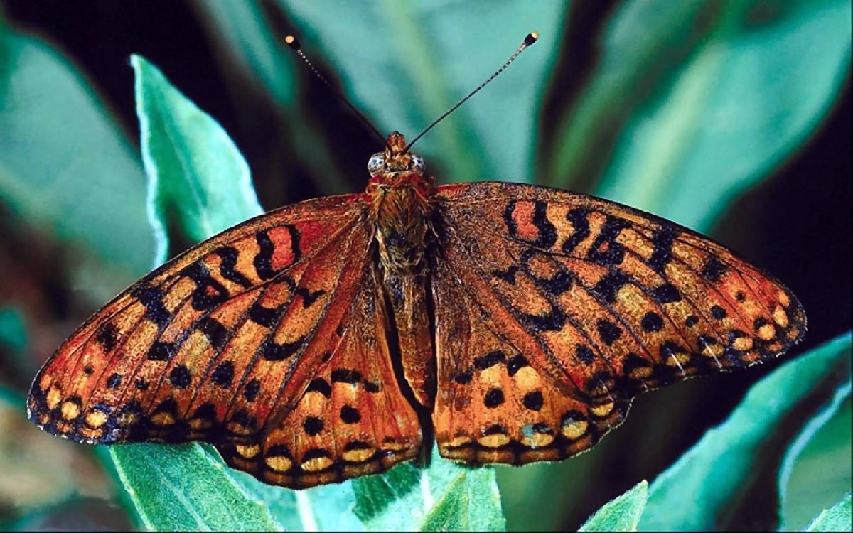 Черный глаза бабочки