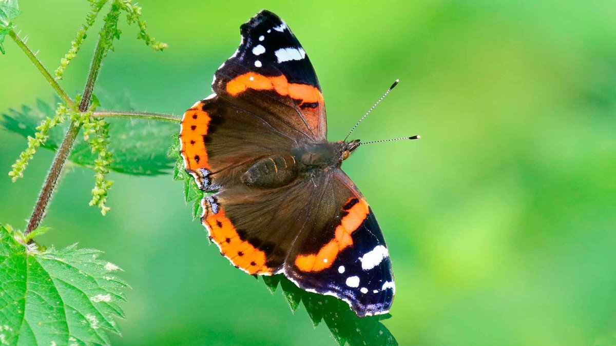 Бабочка Адмирал крапивница