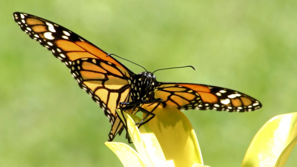 Заставка на рабочий стол бабочки