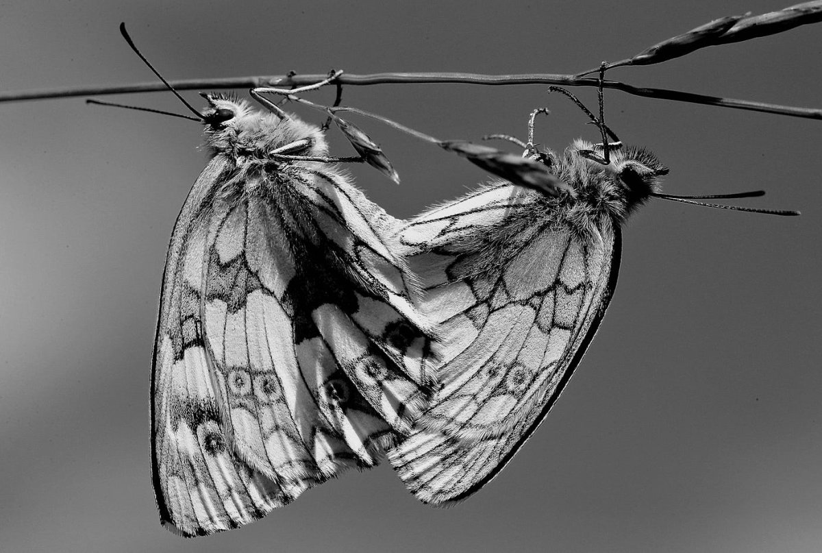 Кросс бабочки_белый