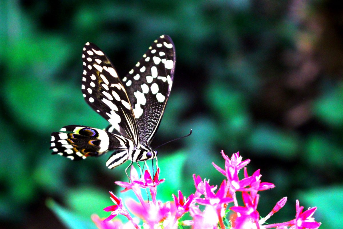 Флора и фауна