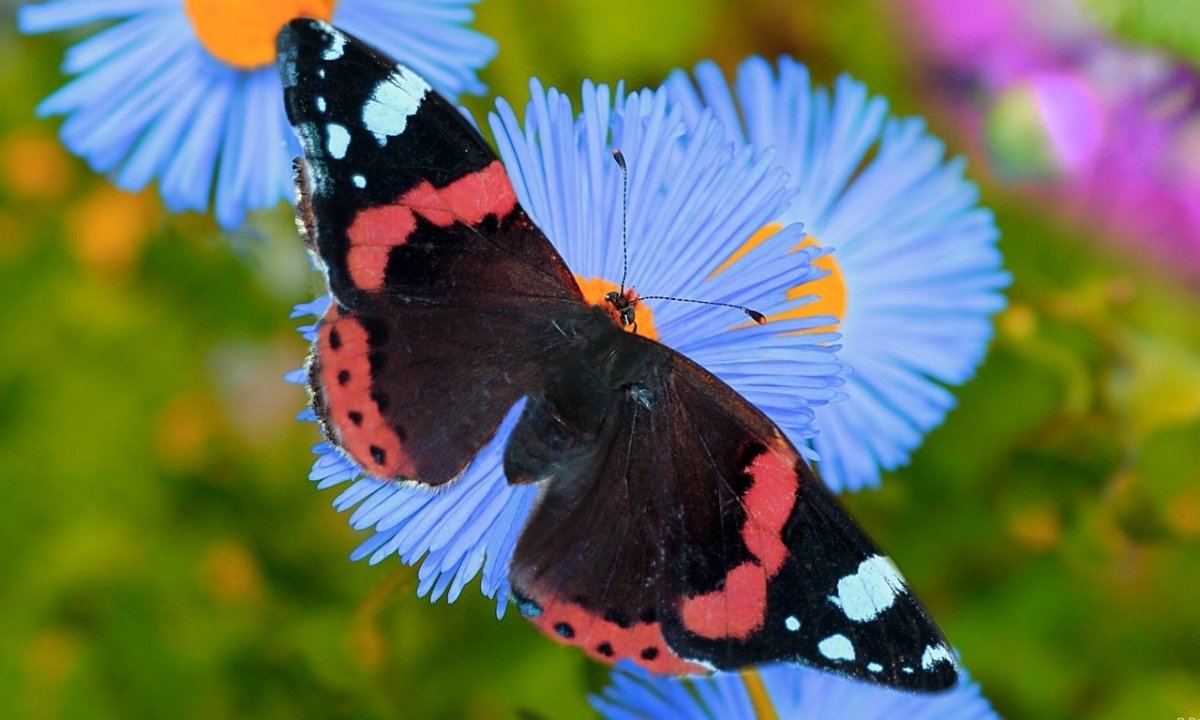 Обои на ПК бабочки