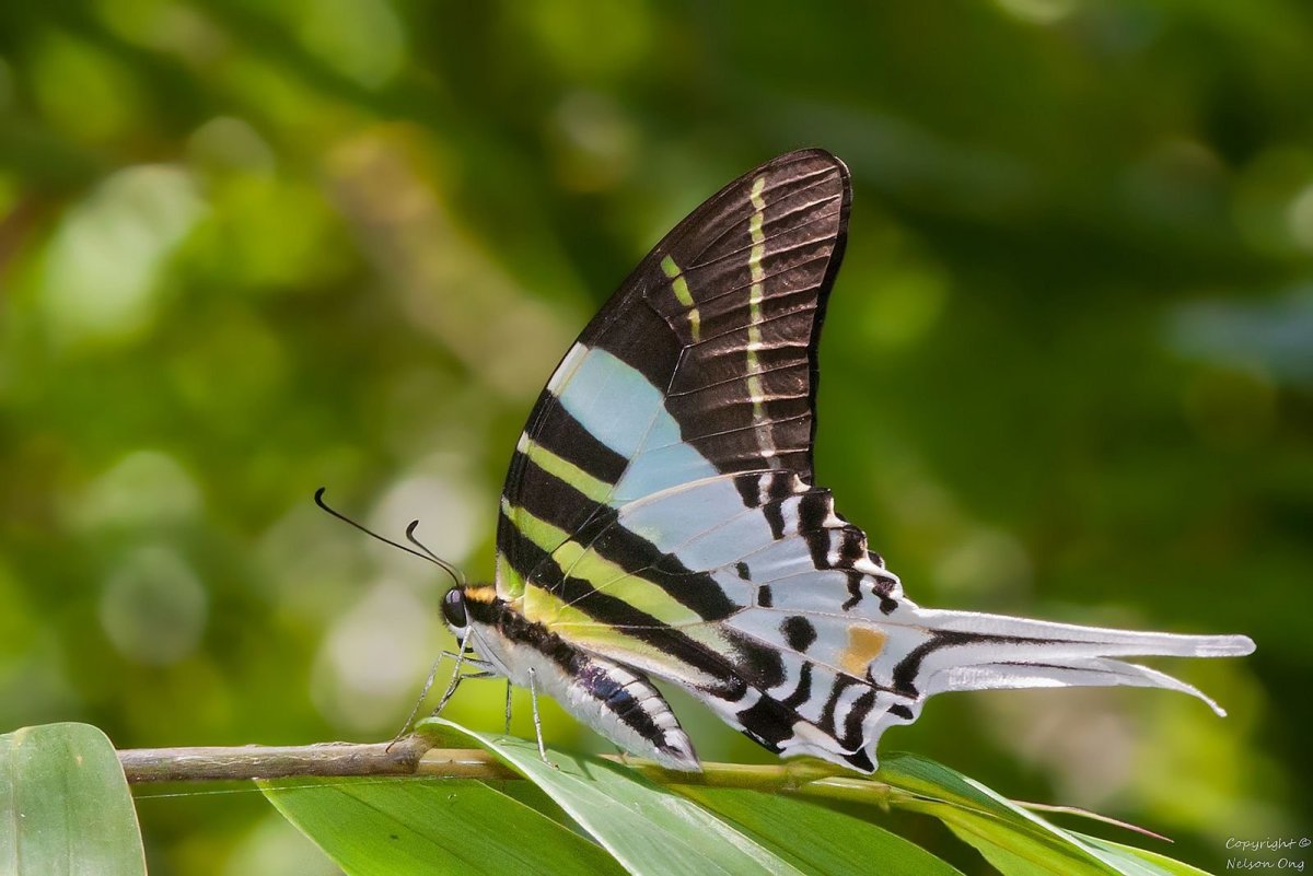 Бабочка Графиум Андрокл