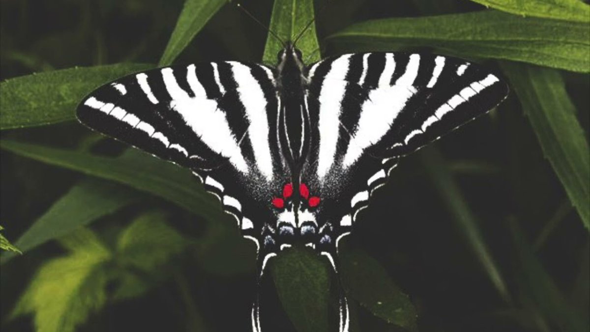 Полосатая бабочка