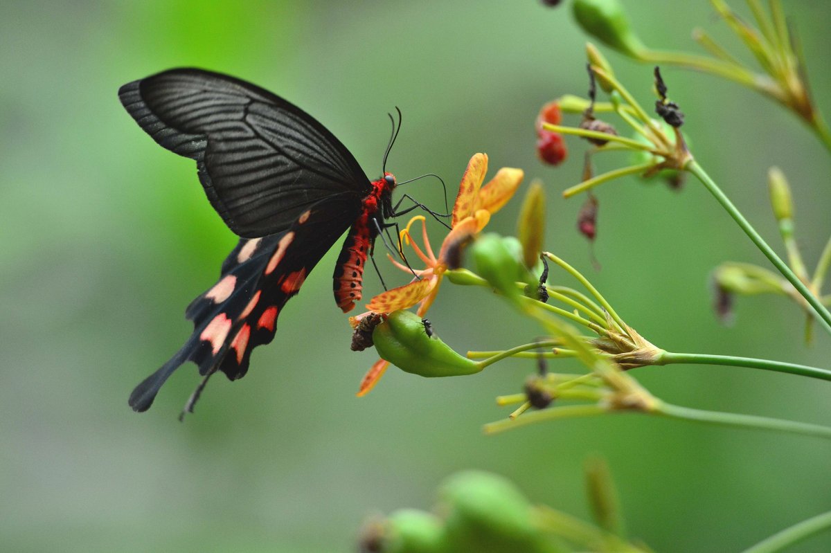 Желтая бабочка Махаон