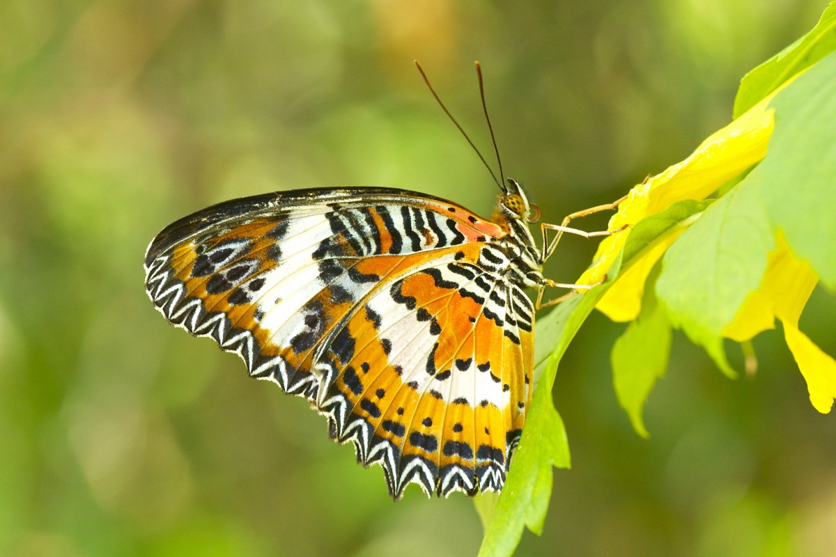 Кавказский заповедник бабочка Махаон