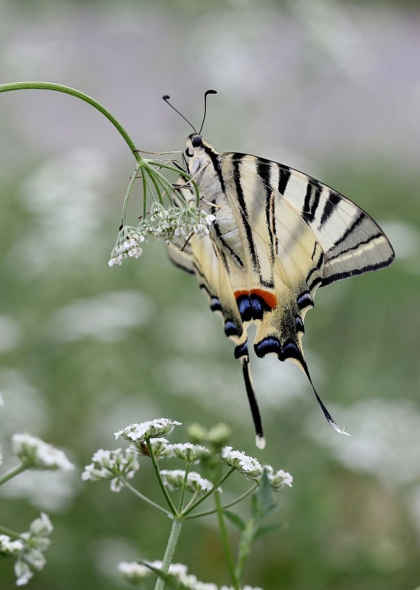 Белая Тропическая бабочка