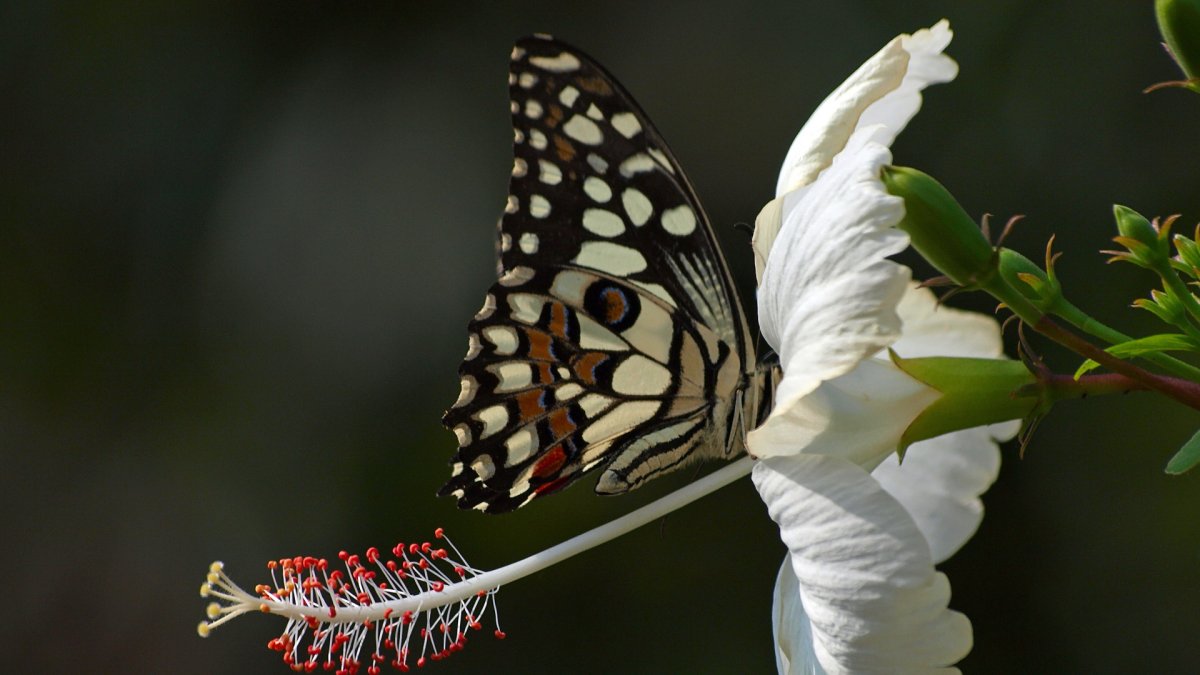 Демотиватор Северная бабочка