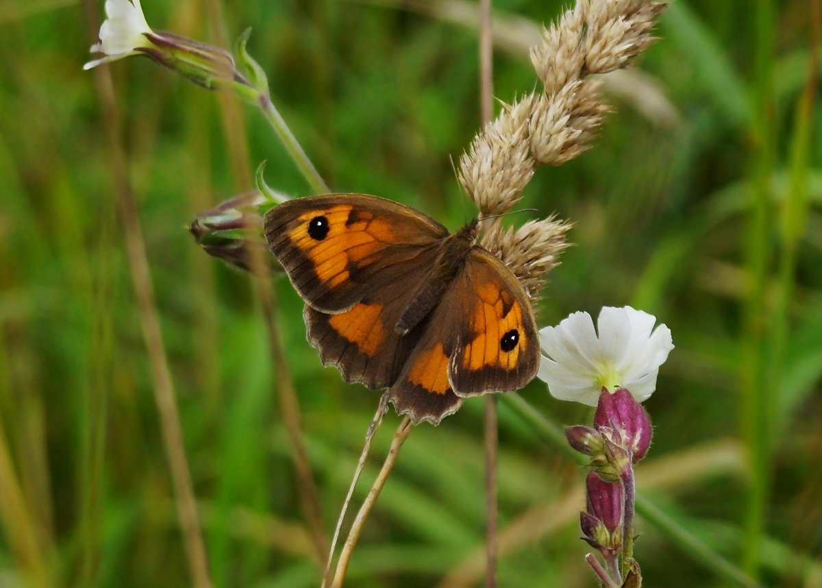 Луговые бабочки