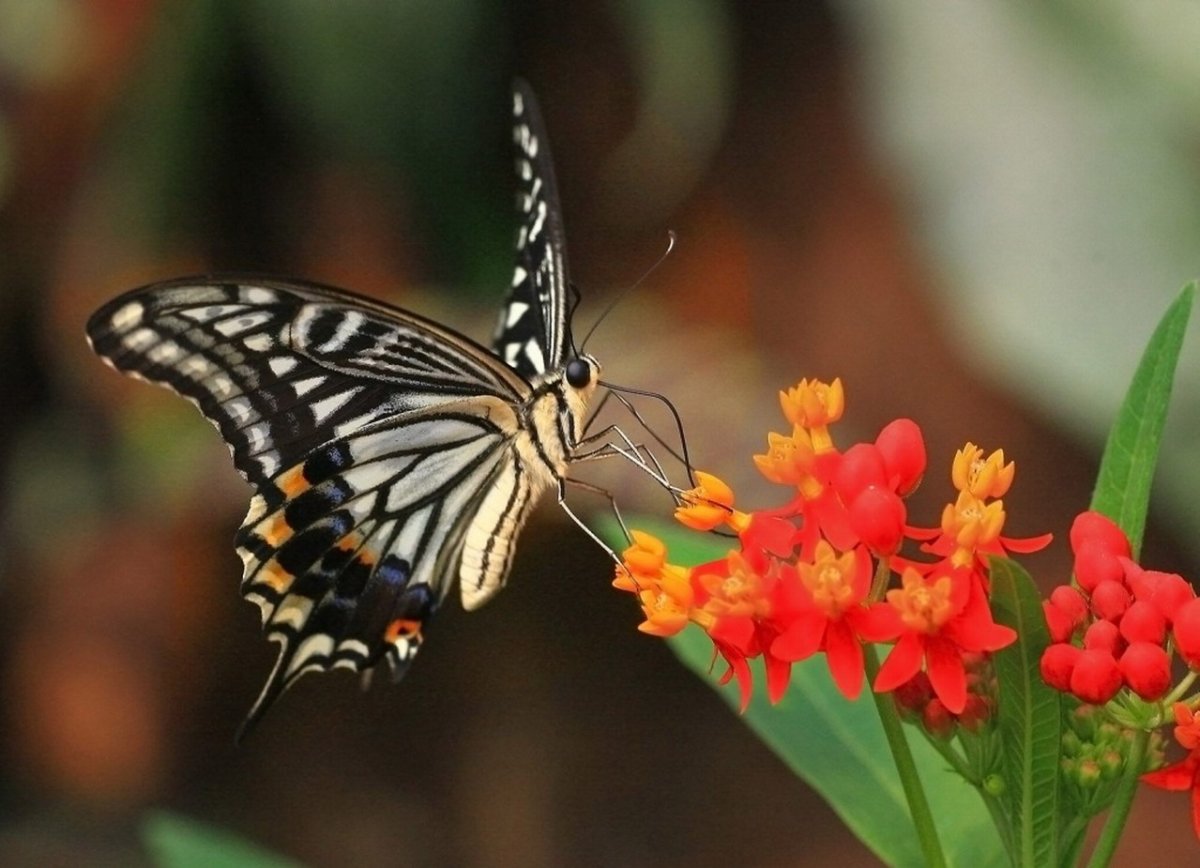 Насекомые на растениях